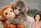 🐒異文化の問題なのか、それともルール違反なのか？—パンチくん騒動が問いかけること