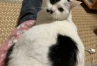 最愛の猫との別れから考えたこと — 生きること、そして心を通わせること🐱