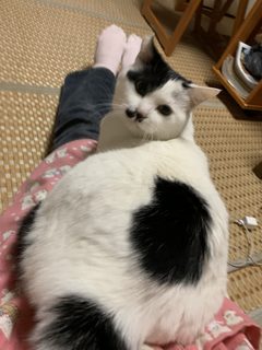 最愛の猫との別れから考えたこと — 生きること、そして心を通わせること🐱