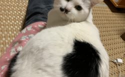 最愛の猫との別れから考えたこと — 生きること、そして心を通わせること🐱